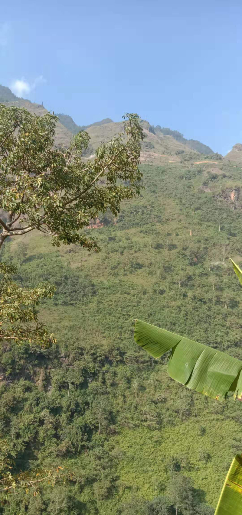 红河3000亩香蕉地出租，可以种芒果