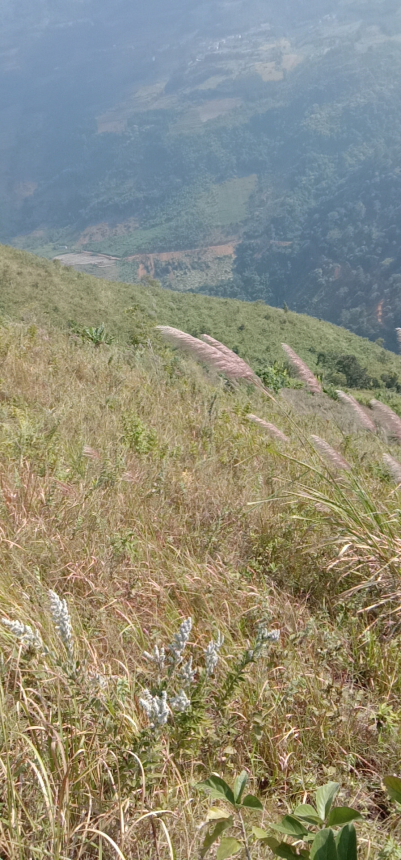 红河3000亩香蕉地出租，可以种芒果