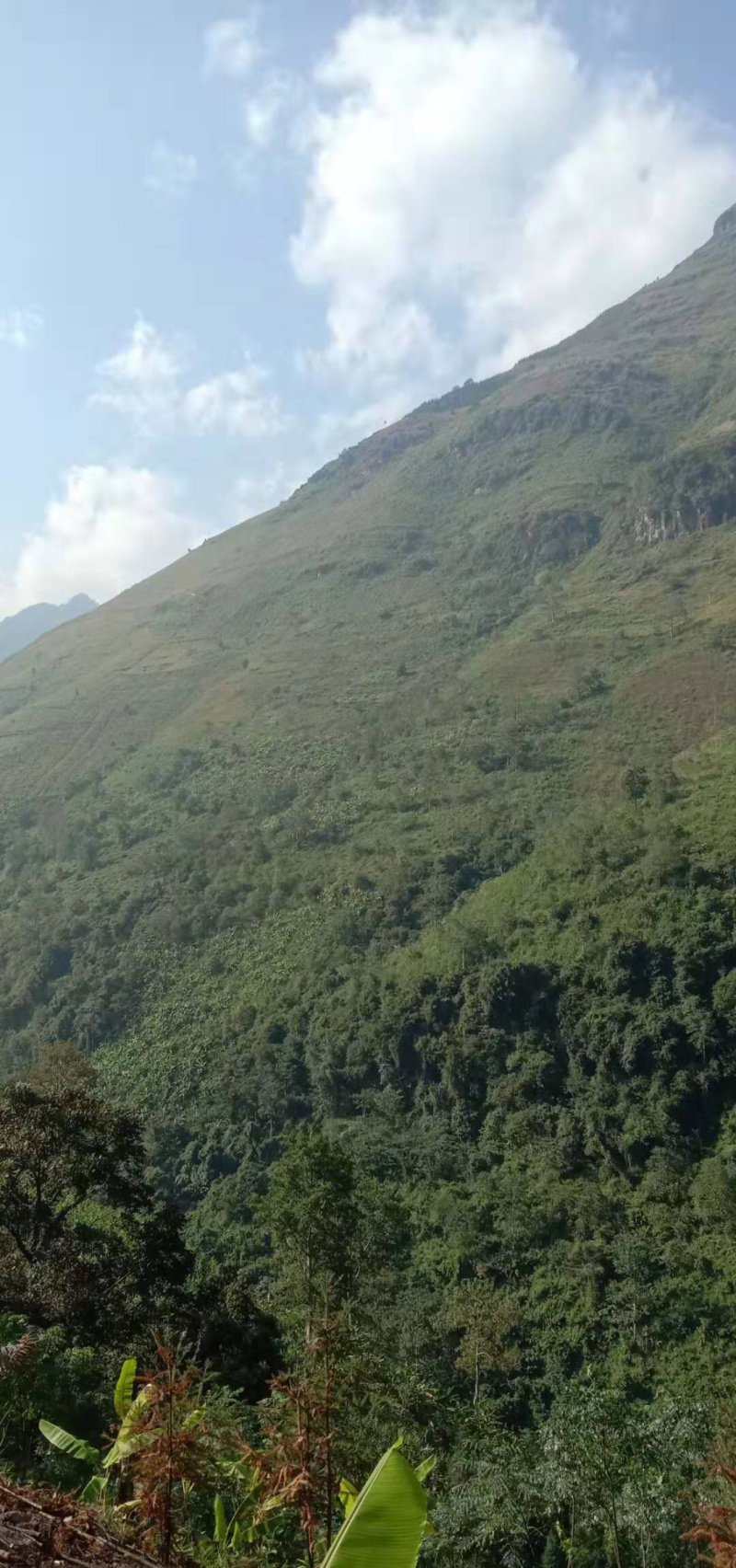 红河3000亩香蕉地出租，可以种芒果
