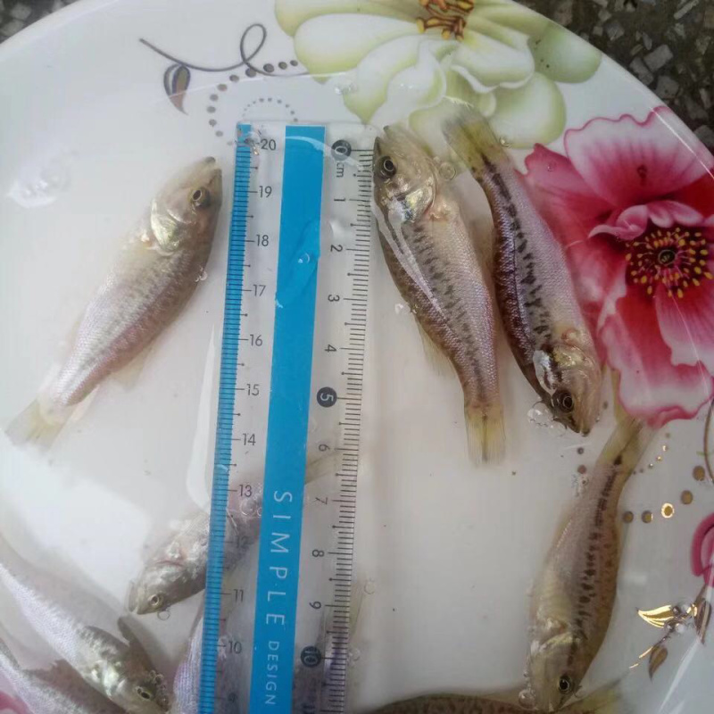 鲈鱼苗淡水鲈鱼苗活体加州鲈鱼苗欢迎老板实地考察