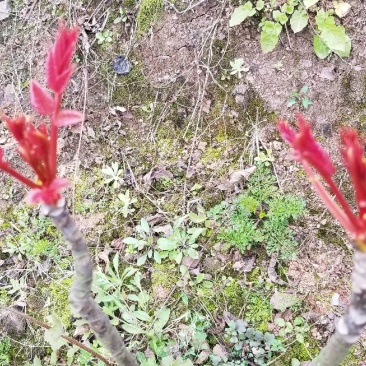 重庆露天红油香椿上市