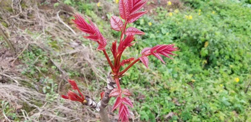 重庆露天红油香椿上市
