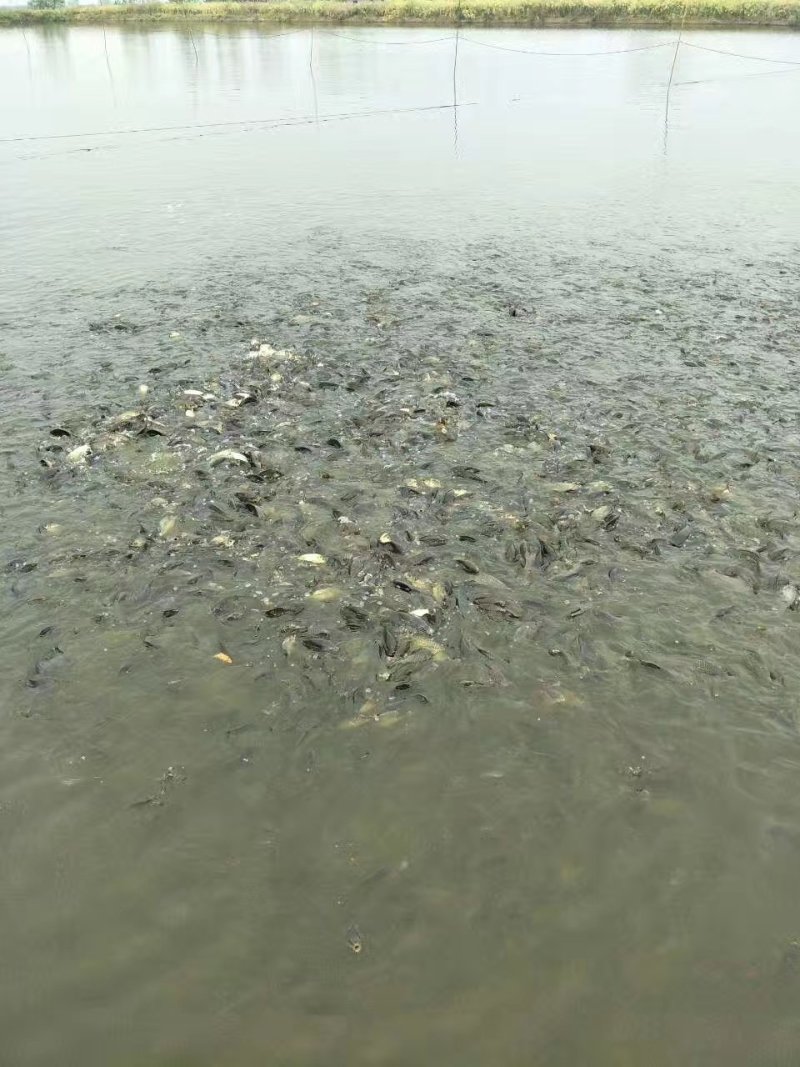 草鱼鲤鱼各种淡水鱼苗