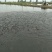 淡水各种鱼苗类