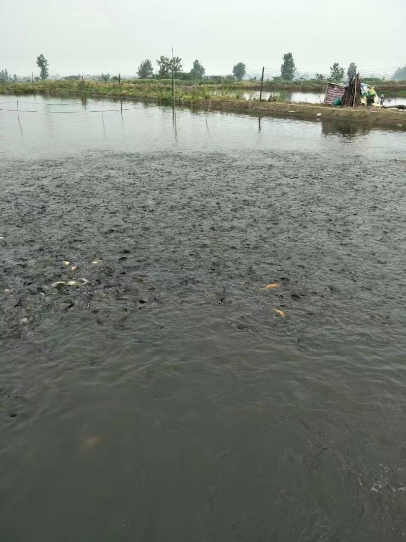 淡水各种鱼苗类