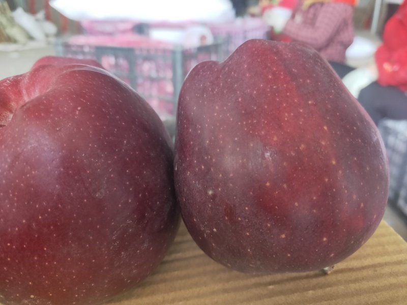 花牛苹果一件代发产地直销