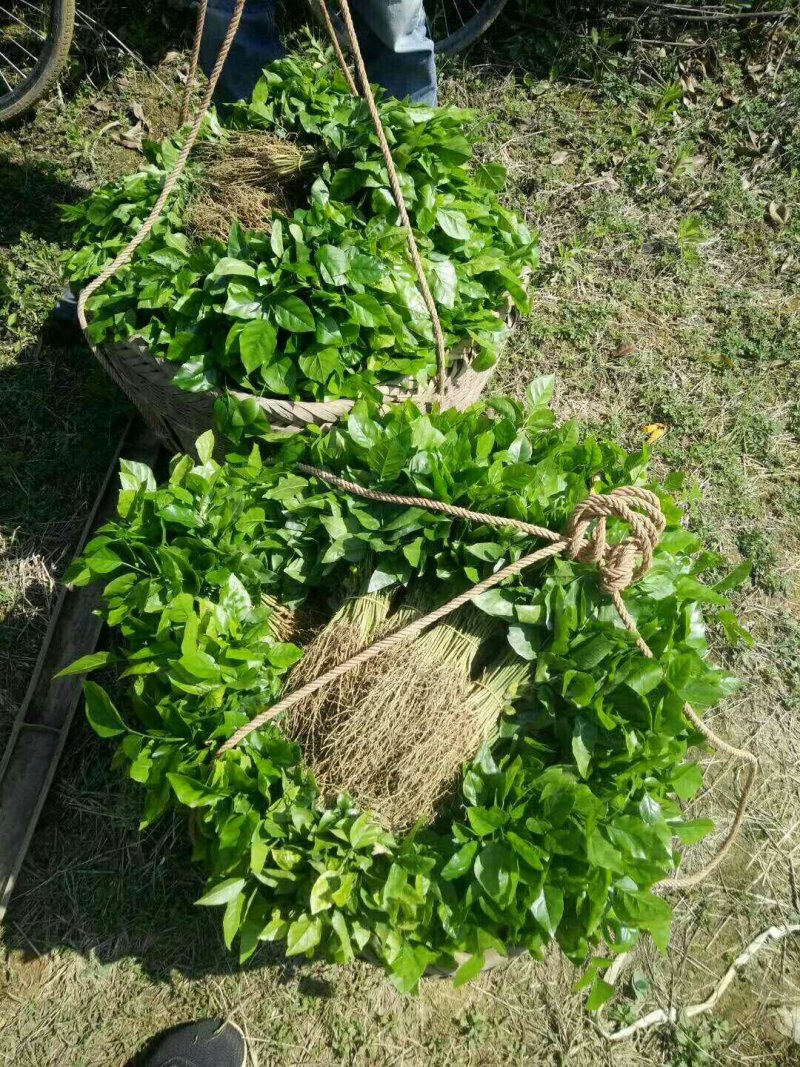 黄皮果苗，黄皮果小苗，黄皮芽苗一万8分钱一棵包邮