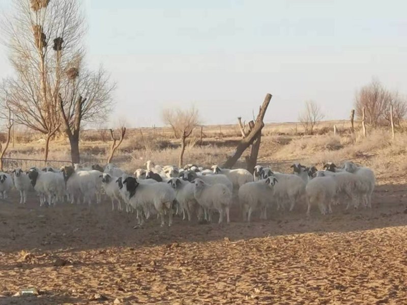 沙老头民勤羊肉