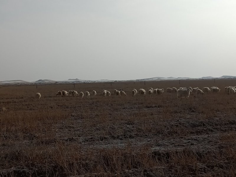 沙老头民勤羊肉