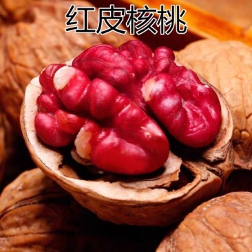优质核桃苗（8518/碧根果，香玲，红仁）基地直发包邮