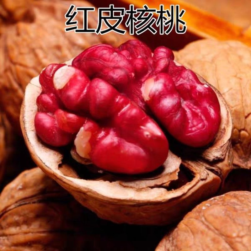 优质核桃苗（8518/碧根果，香玲，红仁）基地直发包邮