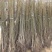 优质核桃苗（8518/碧根果，香玲，红仁）基地直发包邮