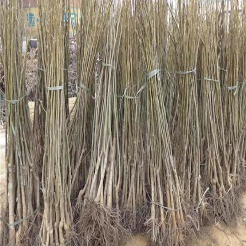 优质核桃苗（8518/碧根果，香玲，红仁）基地直发包邮