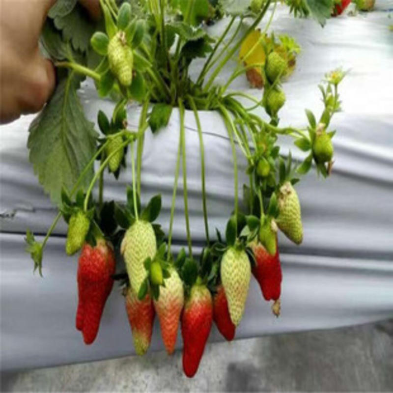 香蕉草莓脱毒苗高产草莓苗四季结果草莓苗地栽当年结果草莓苗