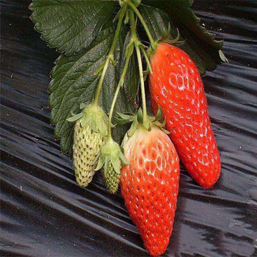 香蕉草莓脱毒苗高产草莓苗四季结果草莓苗地栽当年结果草莓苗
