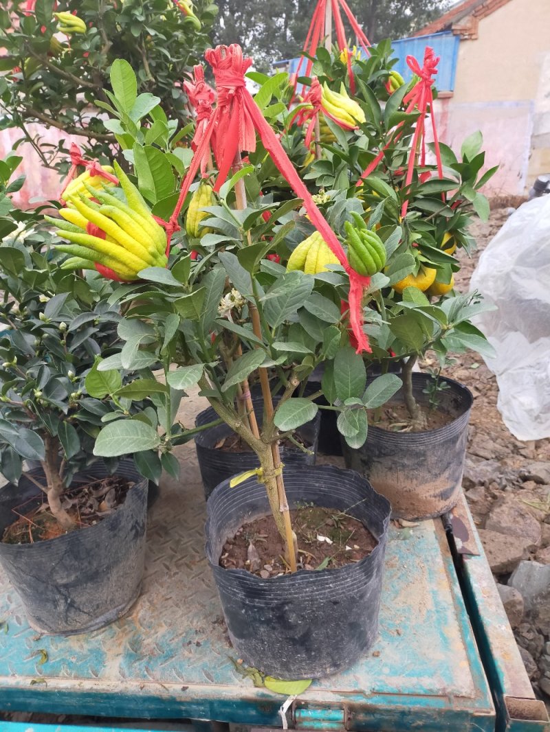 优质果苗佛手柠檬苗盆栽地栽南北适种包成活死苗补发