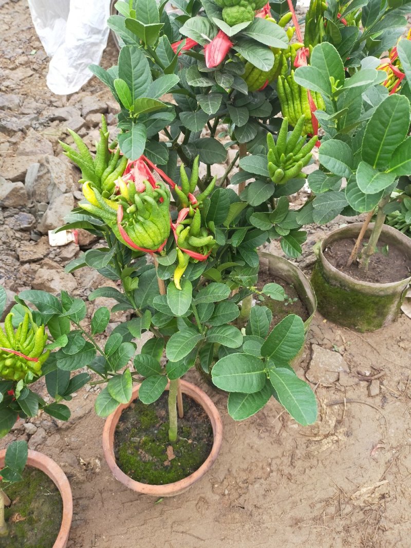 优质果苗佛手柠檬苗盆栽地栽南北适种包成活死苗补发