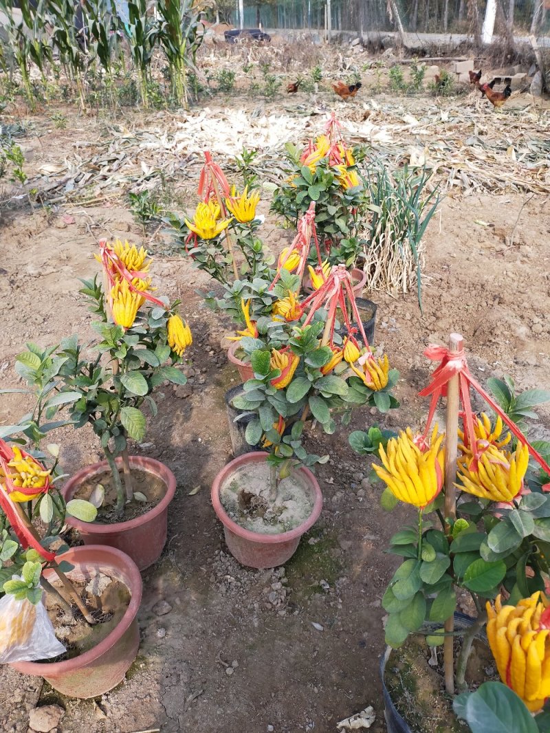 优质果苗佛手柠檬苗盆栽地栽南北适种包成活死苗补发