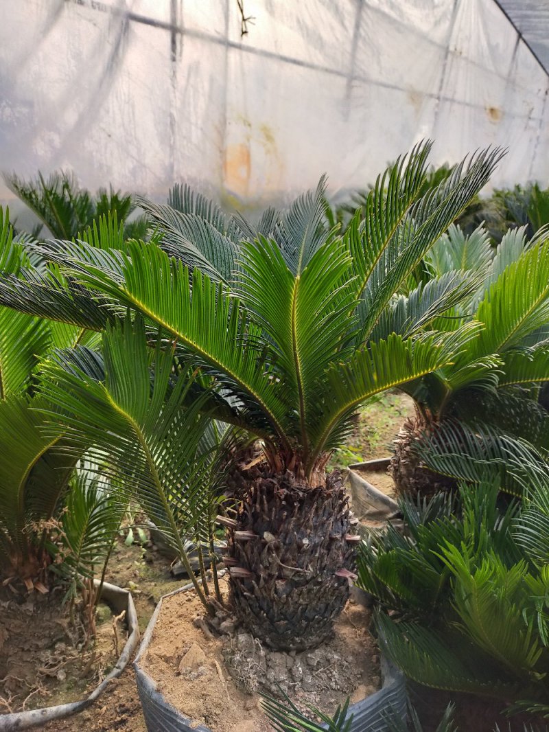 铁树苗盆栽地栽南北适种耐寒耐旱带土发货批发量大从优