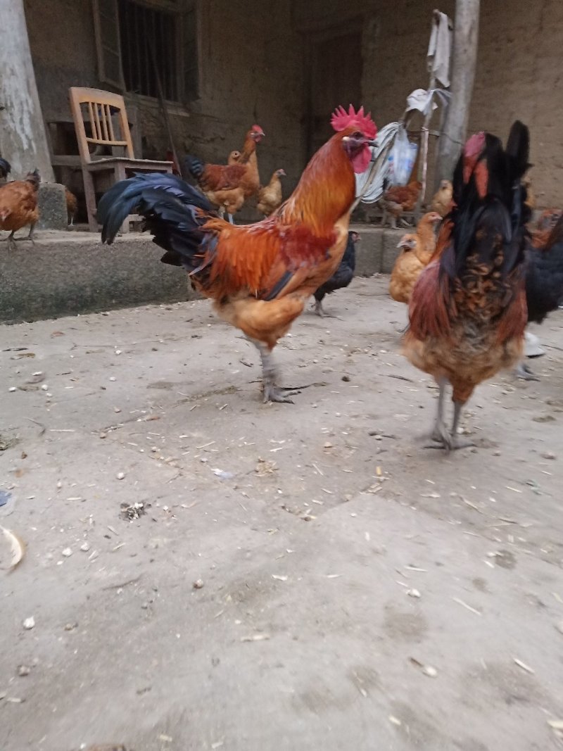 土鸡苗，脱温苗，出壳苗，本地土鸡苗，成年母4斤公5.5斤