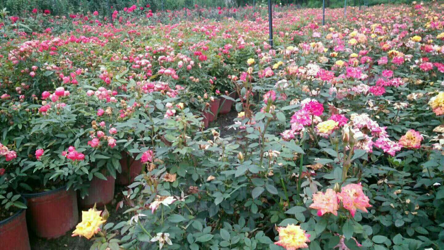 大马士革红鲜花用于精油蒸馏加工过程示意图