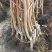 无核甜脆柿子苗现挖现发当年挂果品种保证死苗补发