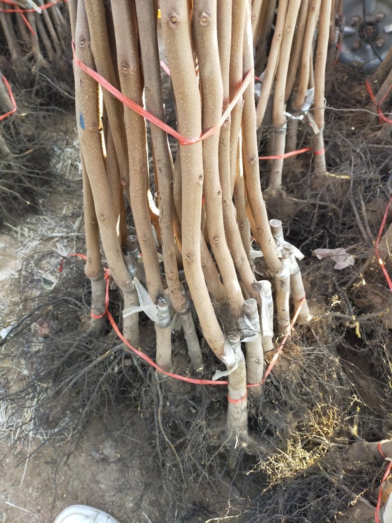 无核甜脆柿子苗现挖现发当年挂果品种保证死苗补发