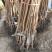 无核甜脆柿子苗现挖现发当年挂果品种保证死苗补发