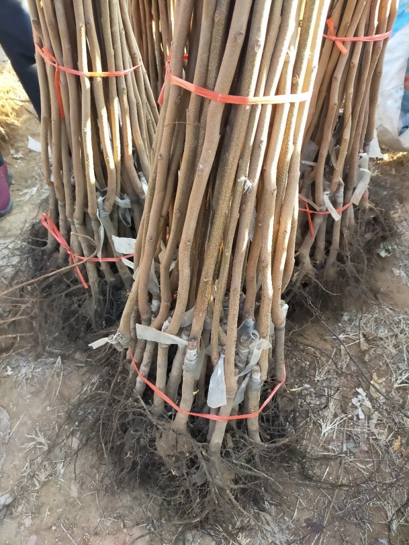 无核甜脆柿子苗现挖现发当年挂果品种保证死苗补发
