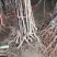【店主推荐】山东果苗山楂苗（甜红子，大金星，大五菱）包邮