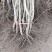 【店主推荐】山东果苗山楂苗（甜红子，大金星，大五菱）包邮