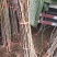 【店主推荐】山东果苗山楂苗（甜红子，大金星，大五菱）包邮