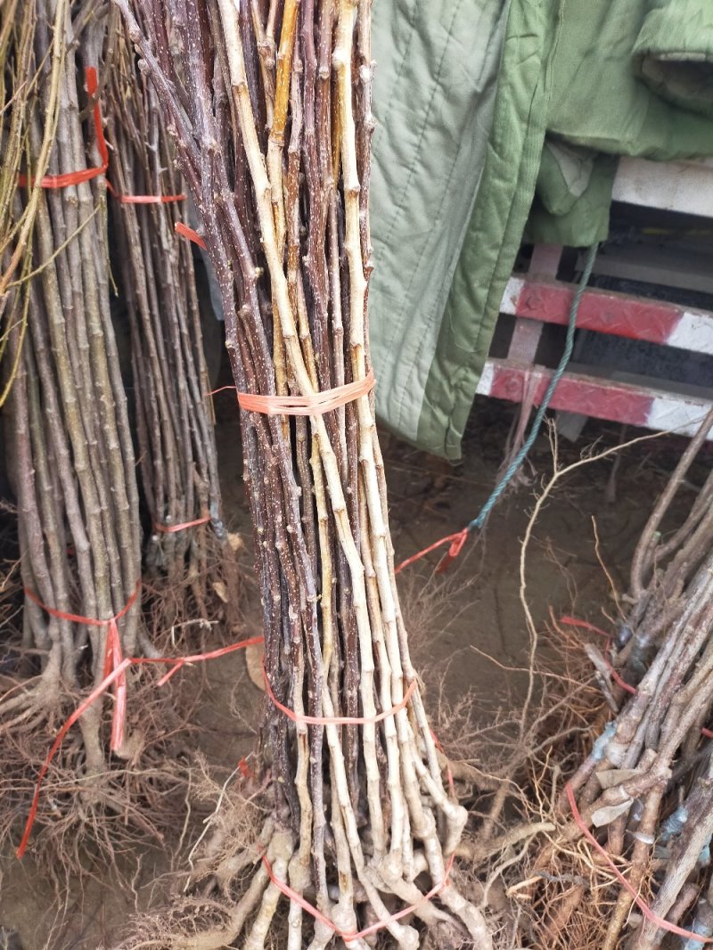 【店主推荐】山东果苗山楂苗（甜红子，大金星，大五菱）包邮