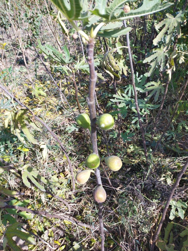 【包成活】精品波姬红无花果盆栽地栽基地直供品种保证