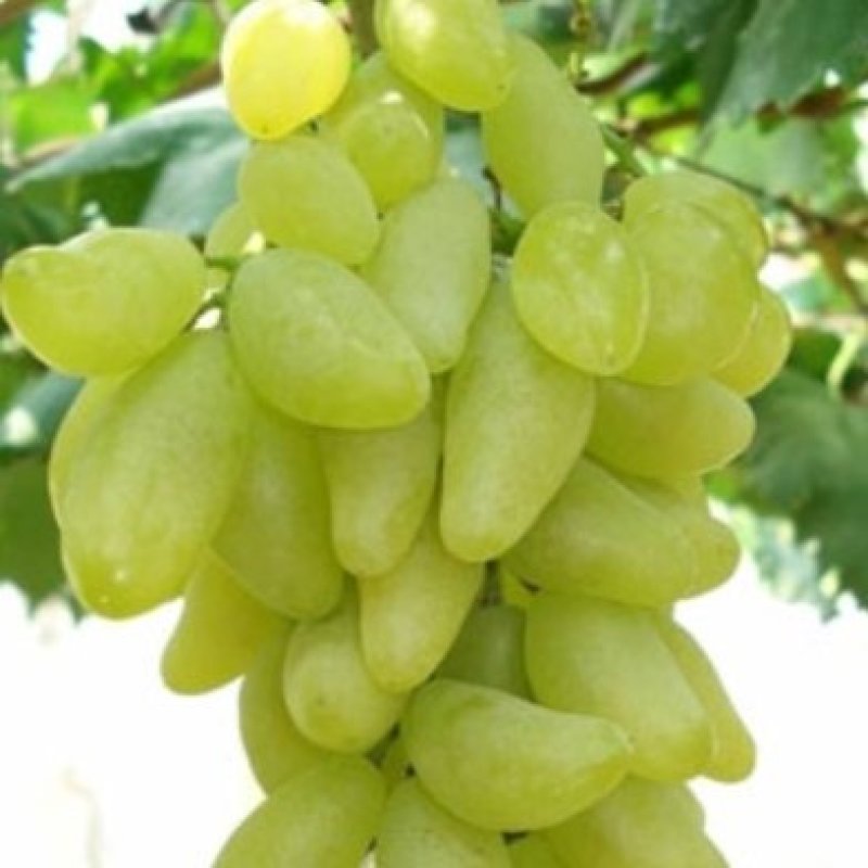 我苗木园常年精心培育，金手指葡萄苗