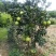 特价热卖包邮泰国青皮柚苗泰国红宝石青柚苗