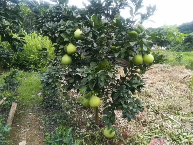 特价热卖包邮泰国青皮柚苗泰国红宝石青柚苗