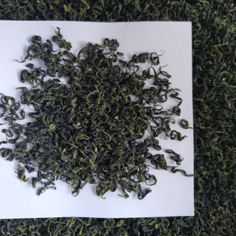 日照绿茶