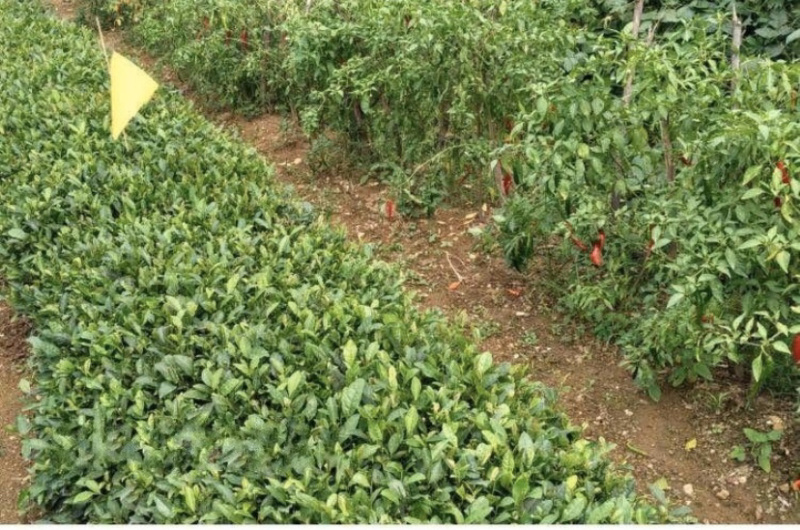 日照绿茶