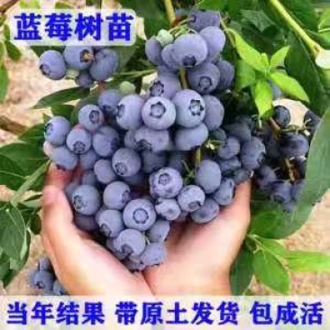 组培蓝莓苗：蓝丰、兔眼、薄雾、莱克西等蓝莓苗，原土发货