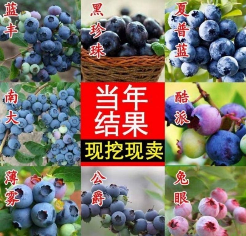 组培蓝莓苗：蓝丰、兔眼、薄雾、莱克西等蓝莓苗，原土发货