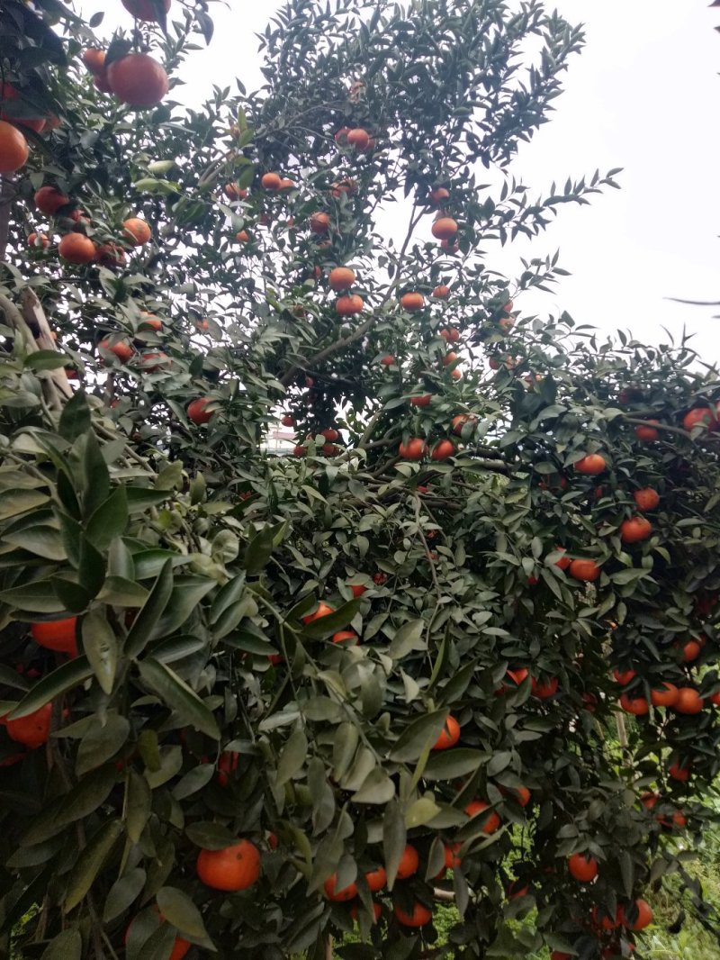 马克斗（三月红）高山黄土光照充足，个大色红汁多味甜