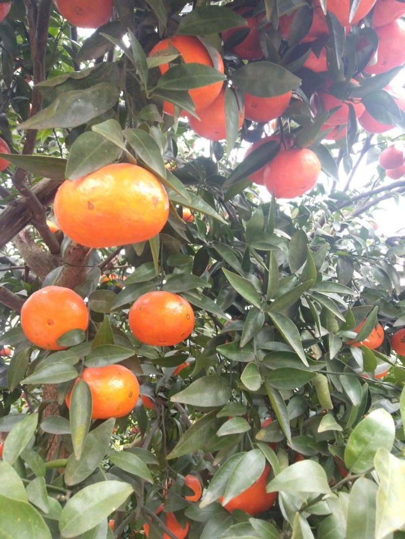 马克斗（三月红）高山黄土光照充足，个大色红汁多味甜