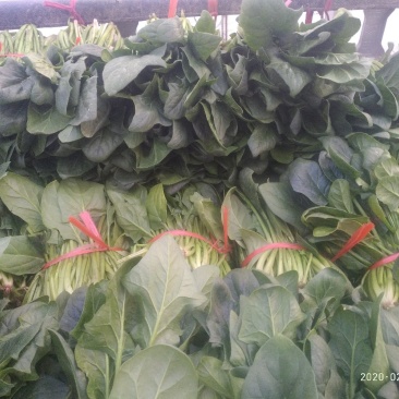 大棚菠菜陆地（种植量大，交通方便，质量好，）