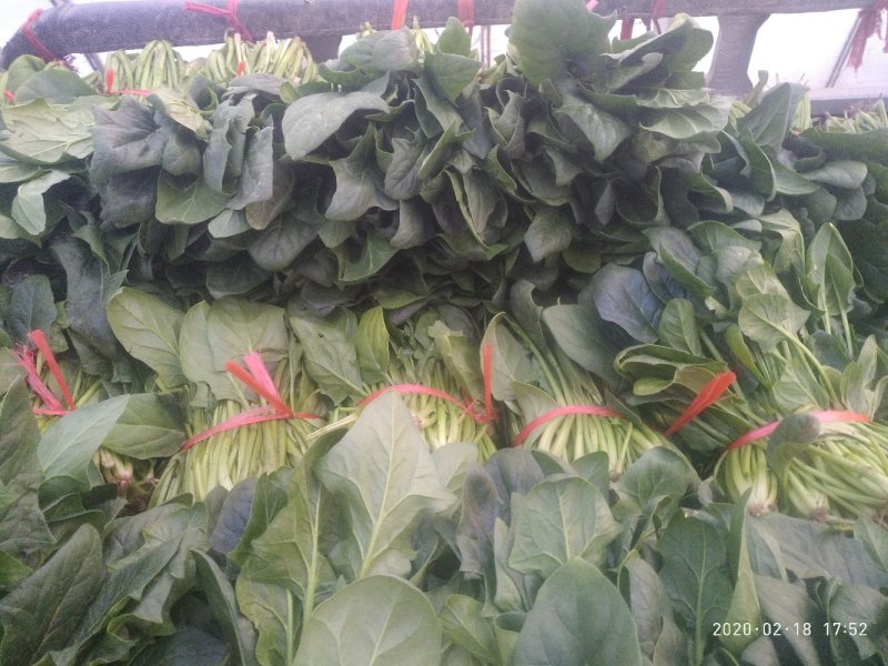大棚菠菜陆地（种植量大，交通方便，质量好，）