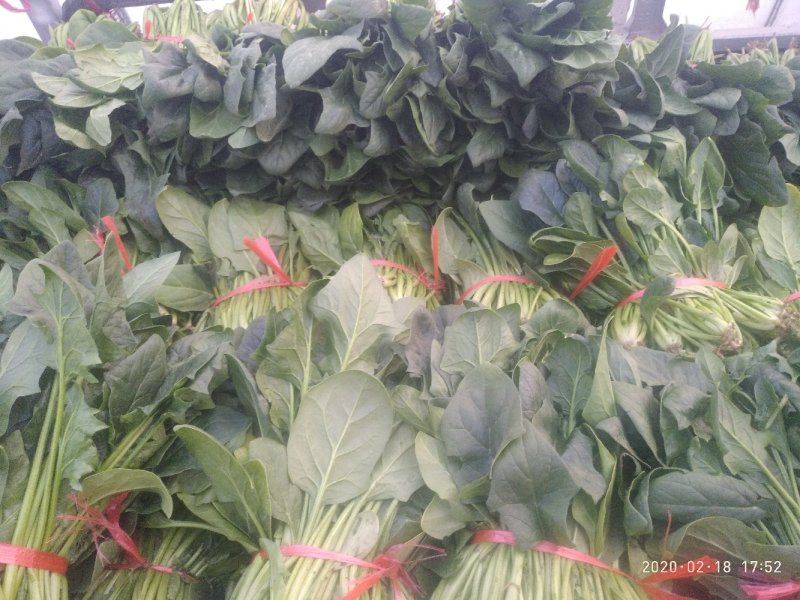 大棚菠菜陆地（种植量大，交通方便，质量好，）