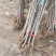 【死苗补发】银杏树苗南北适种耐寒耐旱基地直发全国发货