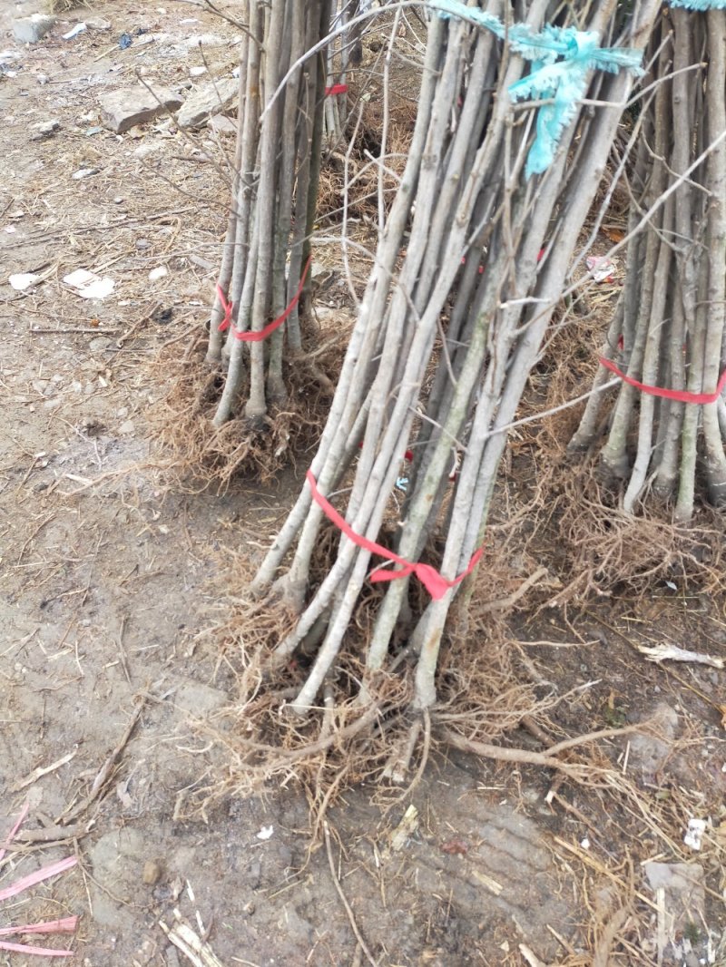【死苗补发】银杏树苗南北适种耐寒耐旱基地直发全国发货