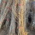 【死苗补发】银杏树苗南北适种耐寒耐旱基地直发全国发货