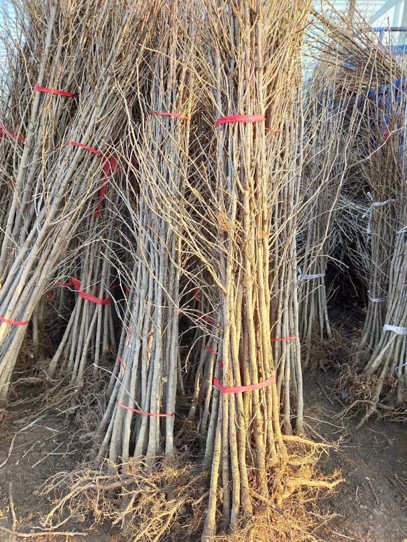 【死苗补发】银杏树苗南北适种耐寒耐旱基地直发全国发货